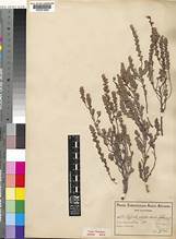 Penny Caperose (Cliffortia phyllanthoides)