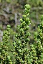 Hairy Caperose (Cliffortia polygonifolia)