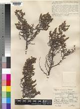 Common Caperose (Cliffortia ramosissima)