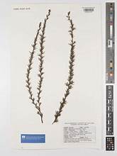 Sickle-Leaved Ricebush (Cliffortia recurvata)