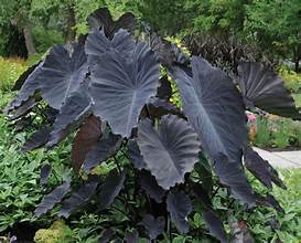 Colocasia Black Magic