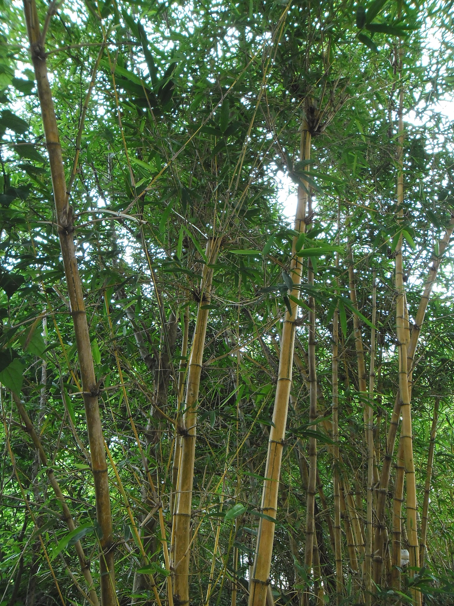 Common bamboo