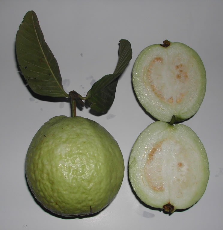 common guava