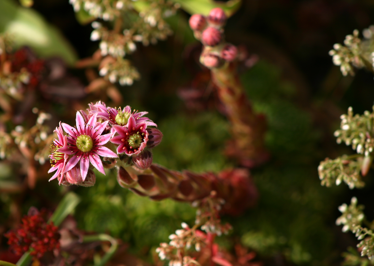 Common houseleek
