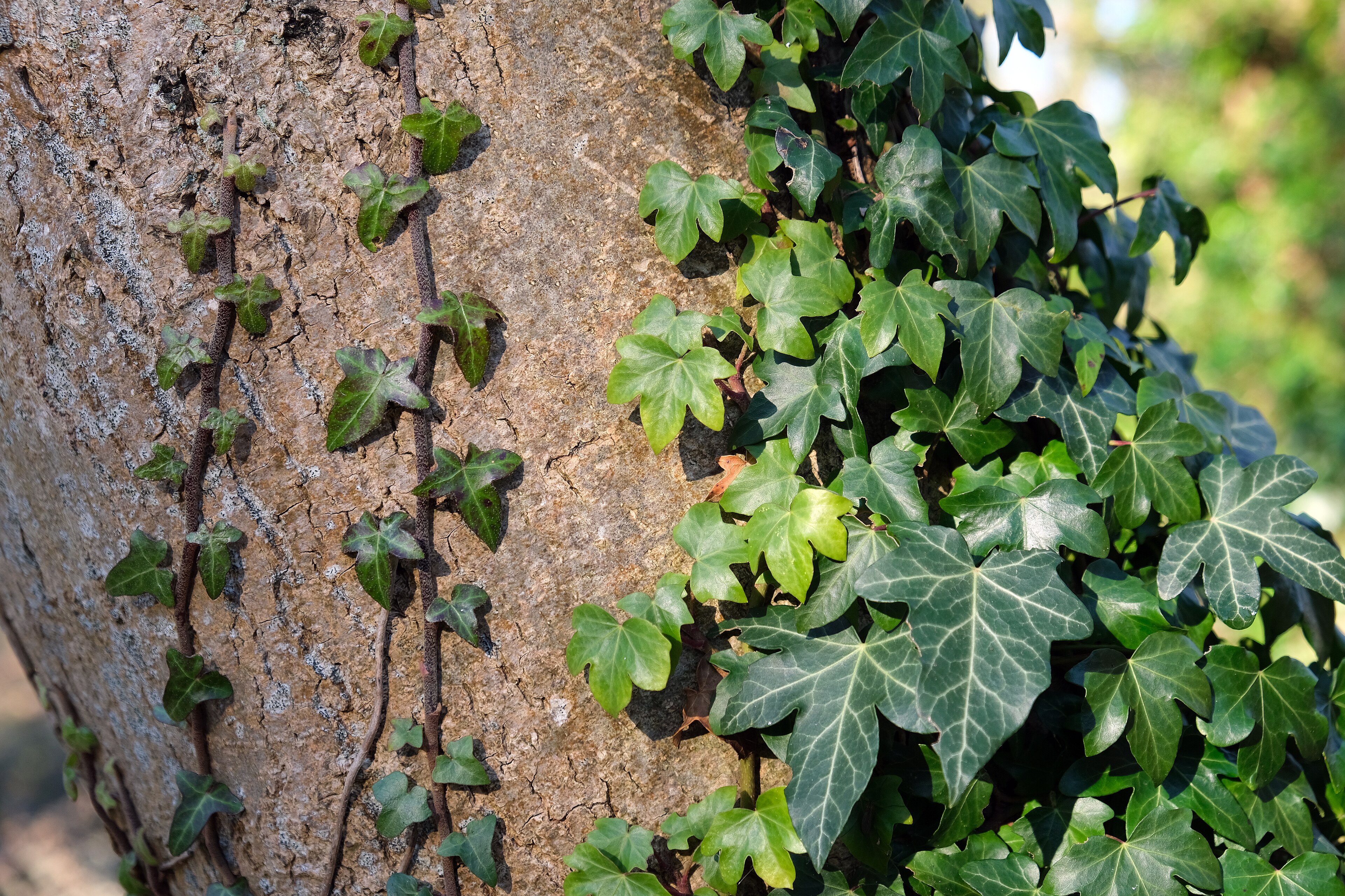 Common ivy