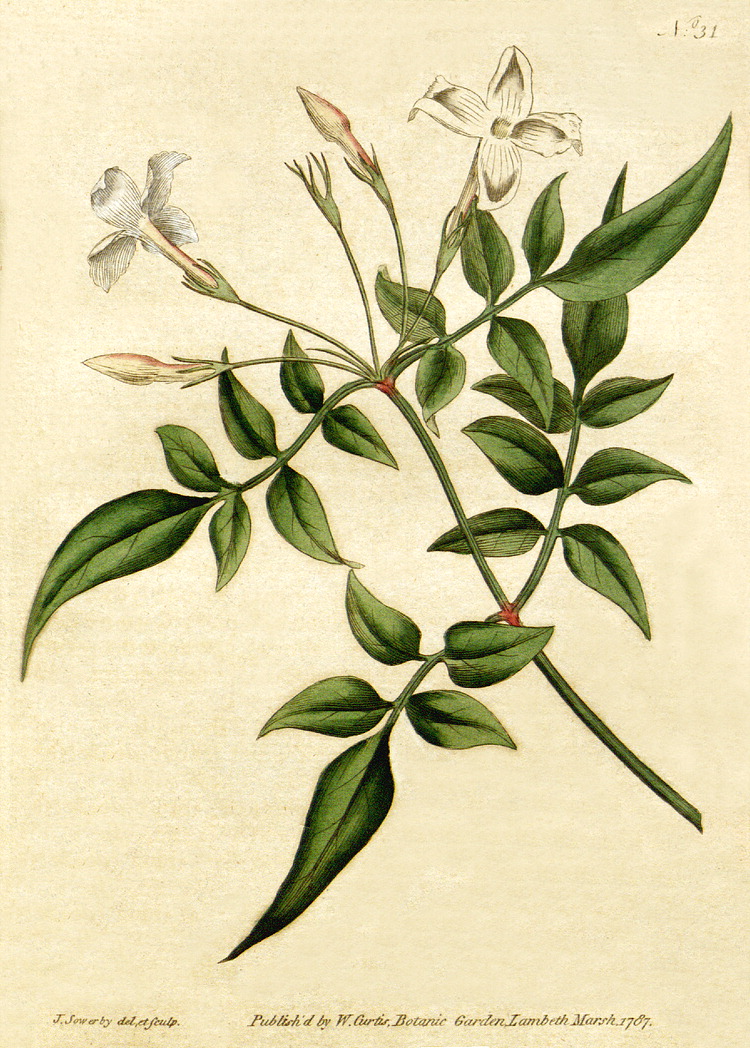 Common jasmine