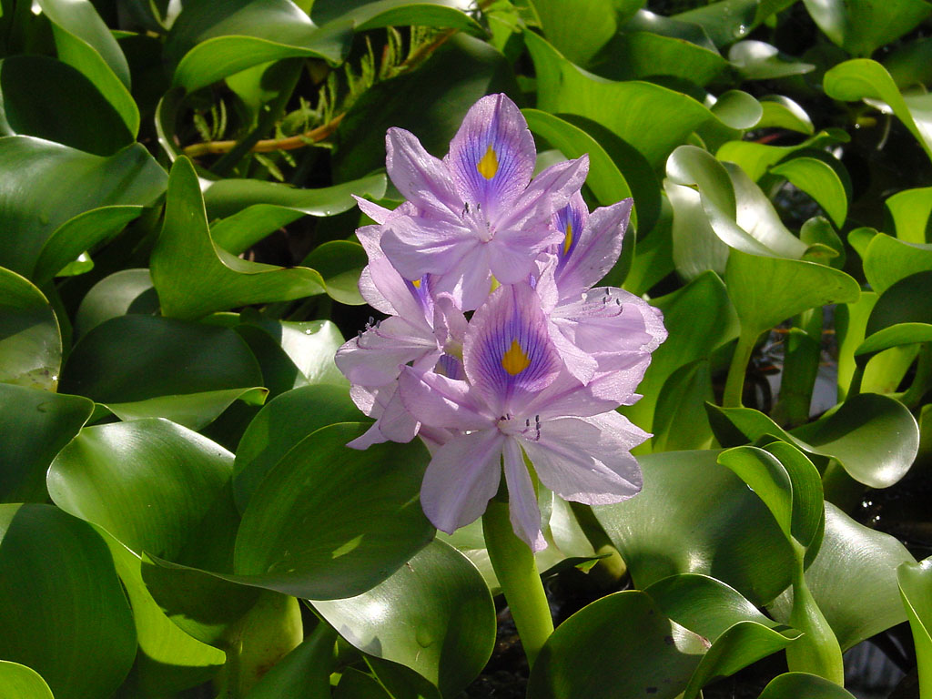 common water hyacinth