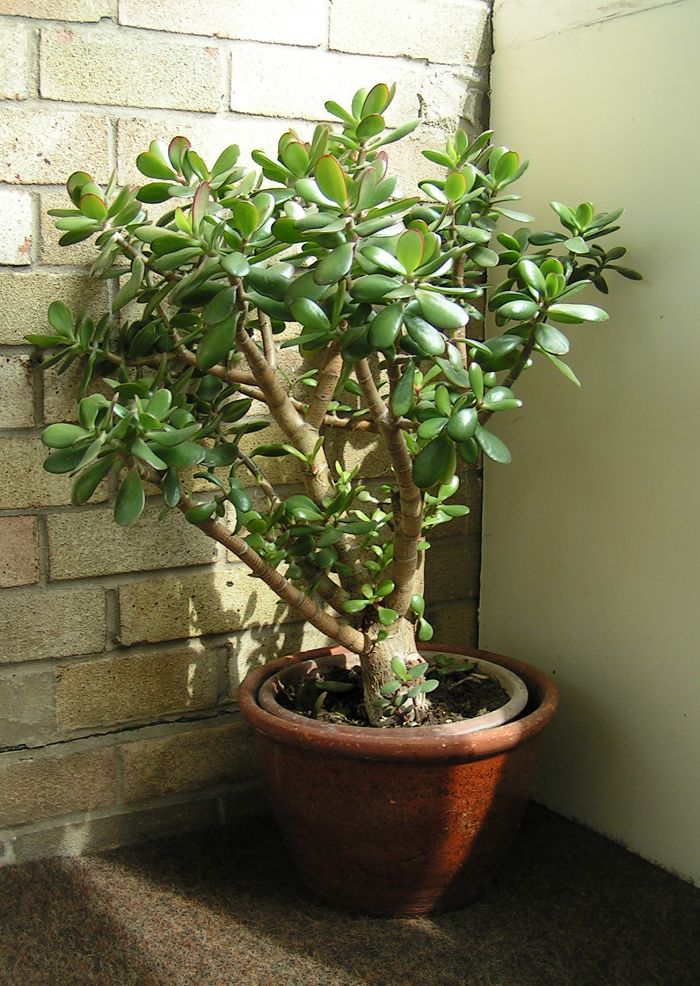 Jade Bonsai