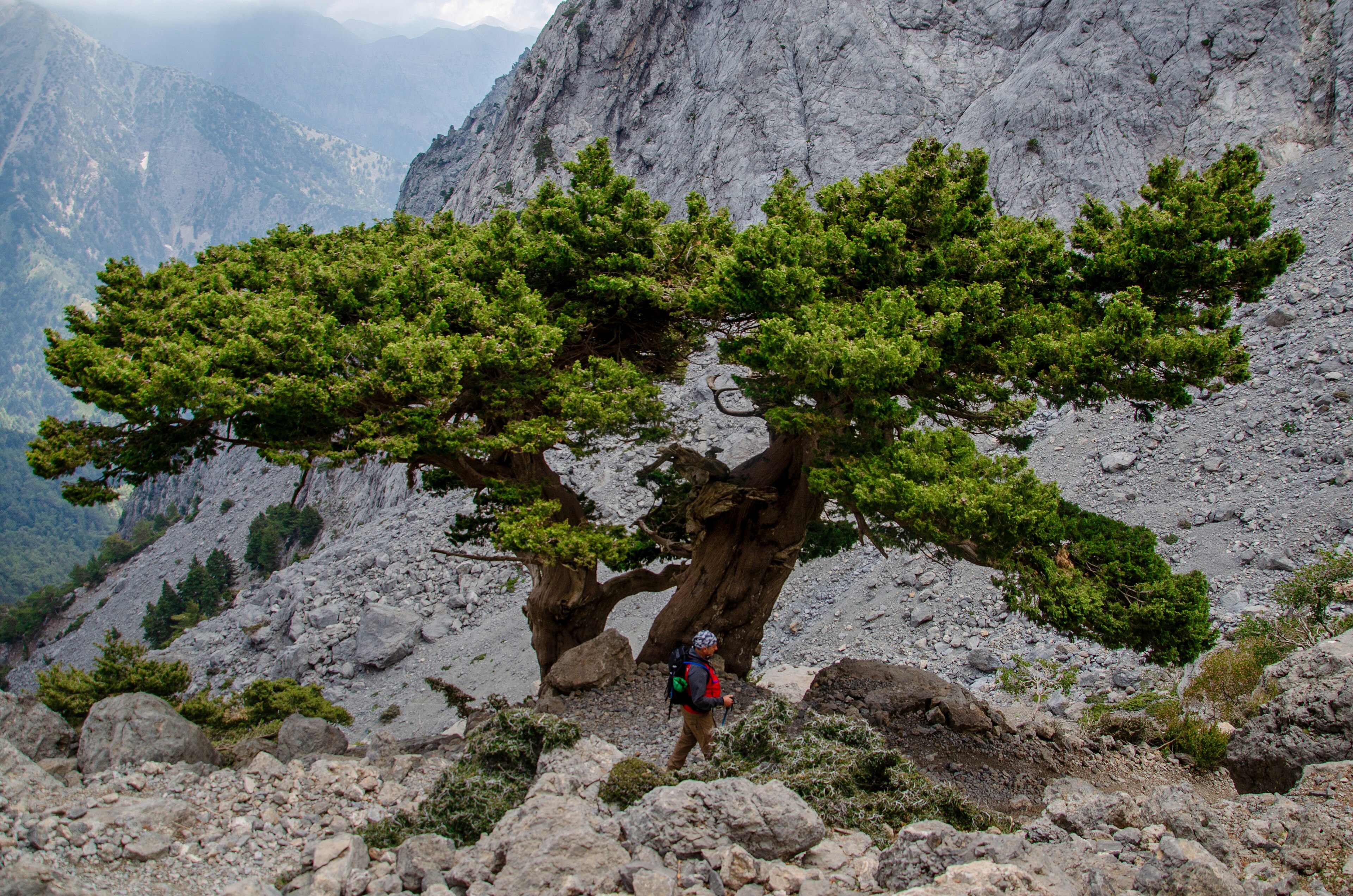 Cupressus (Ornamental Cypress)