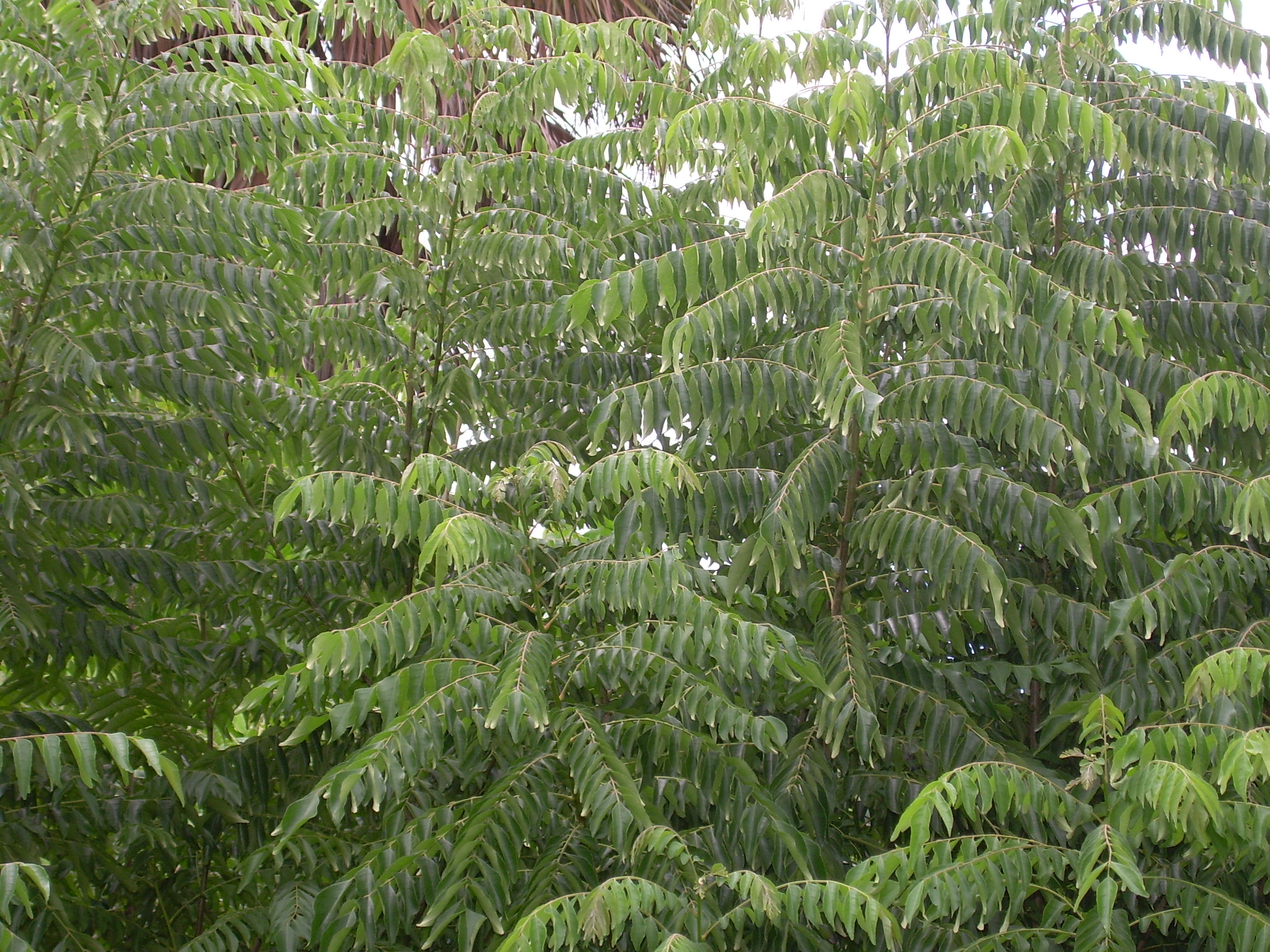 curry tree