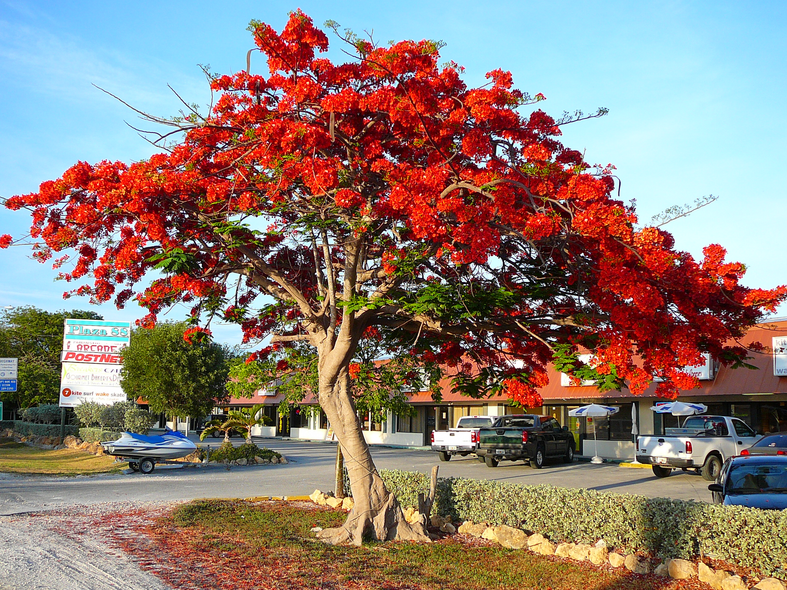 Delonix Regia (Gulmohar)