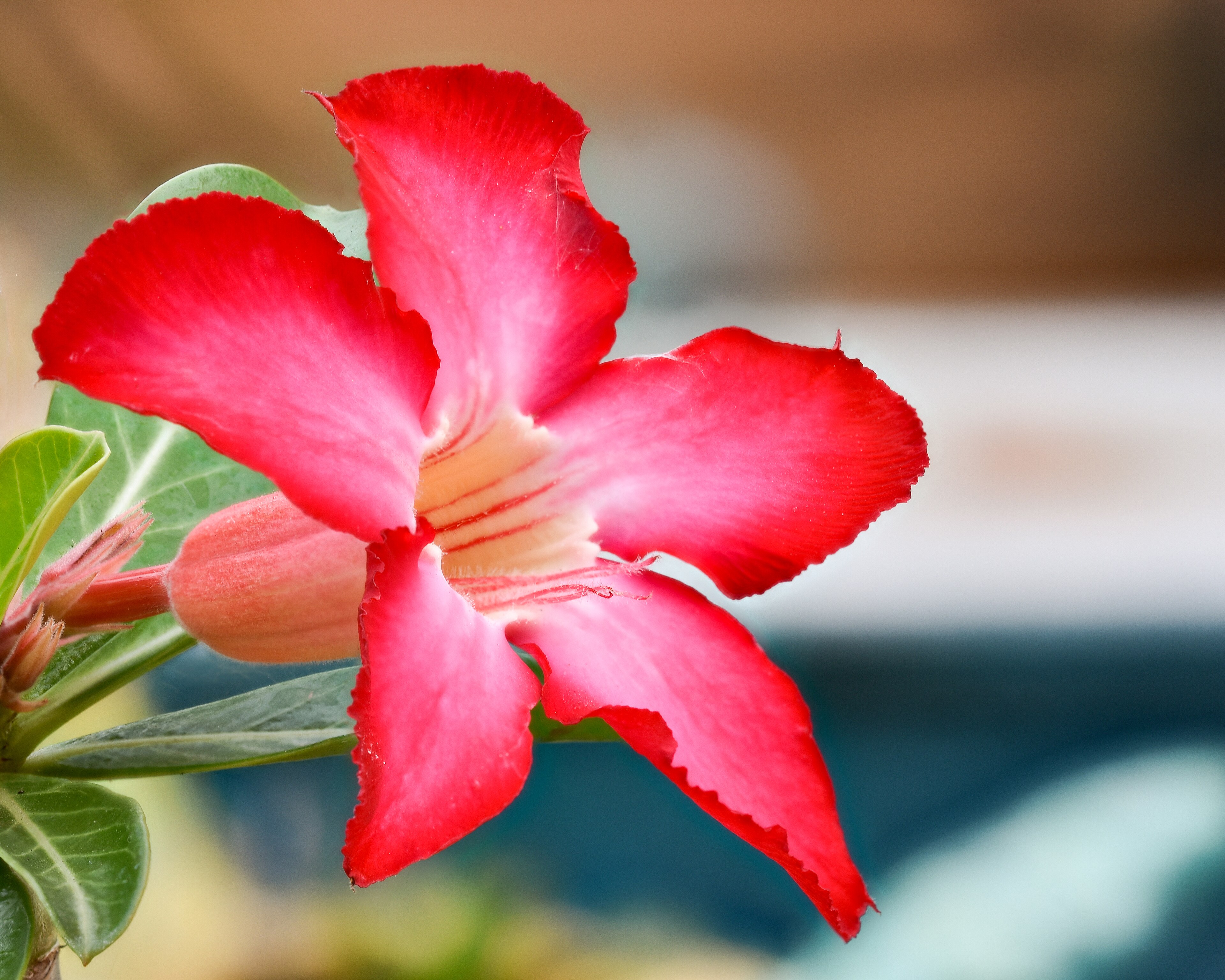 Desert rose