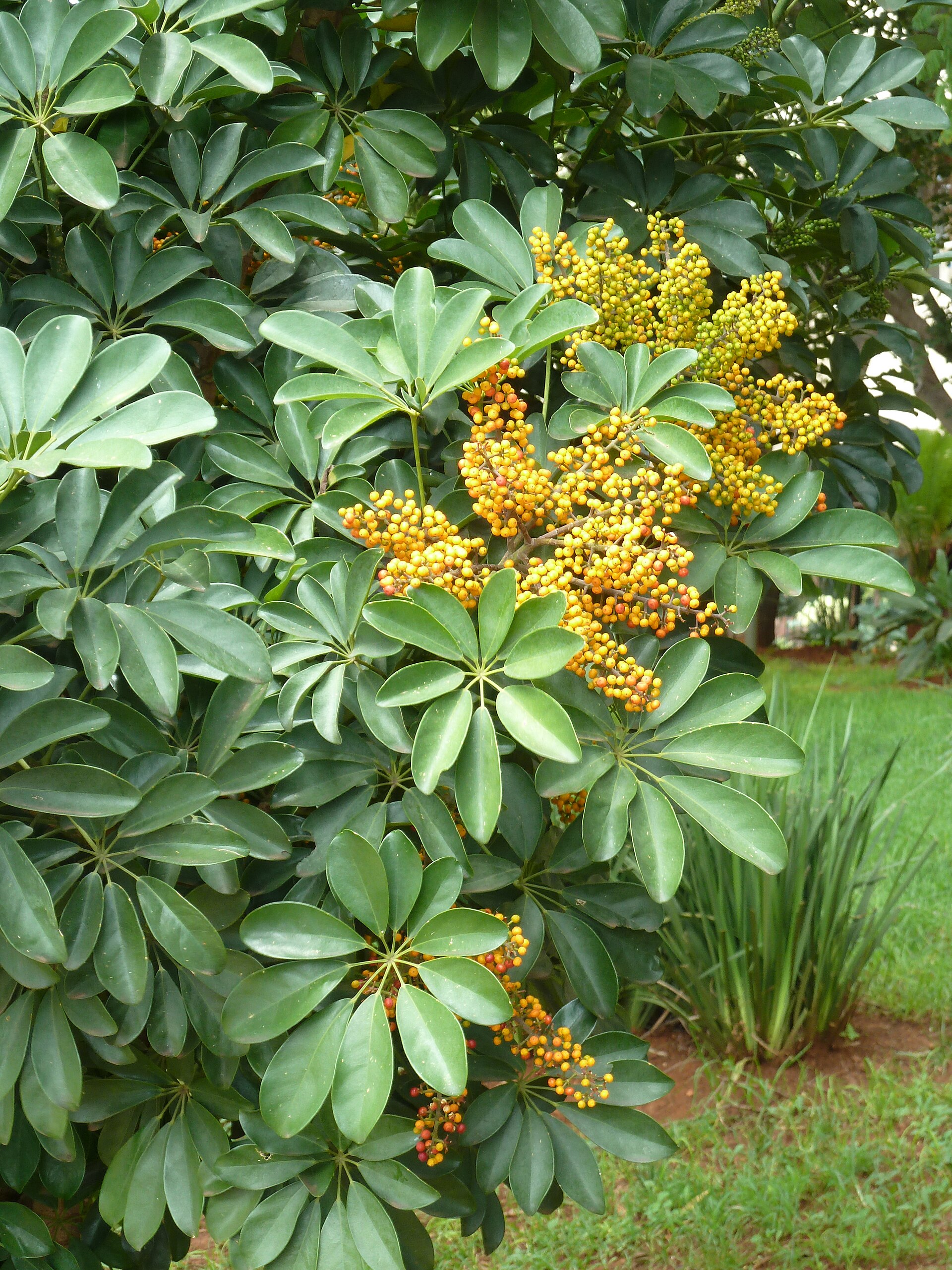 dwarf umbrella tree
