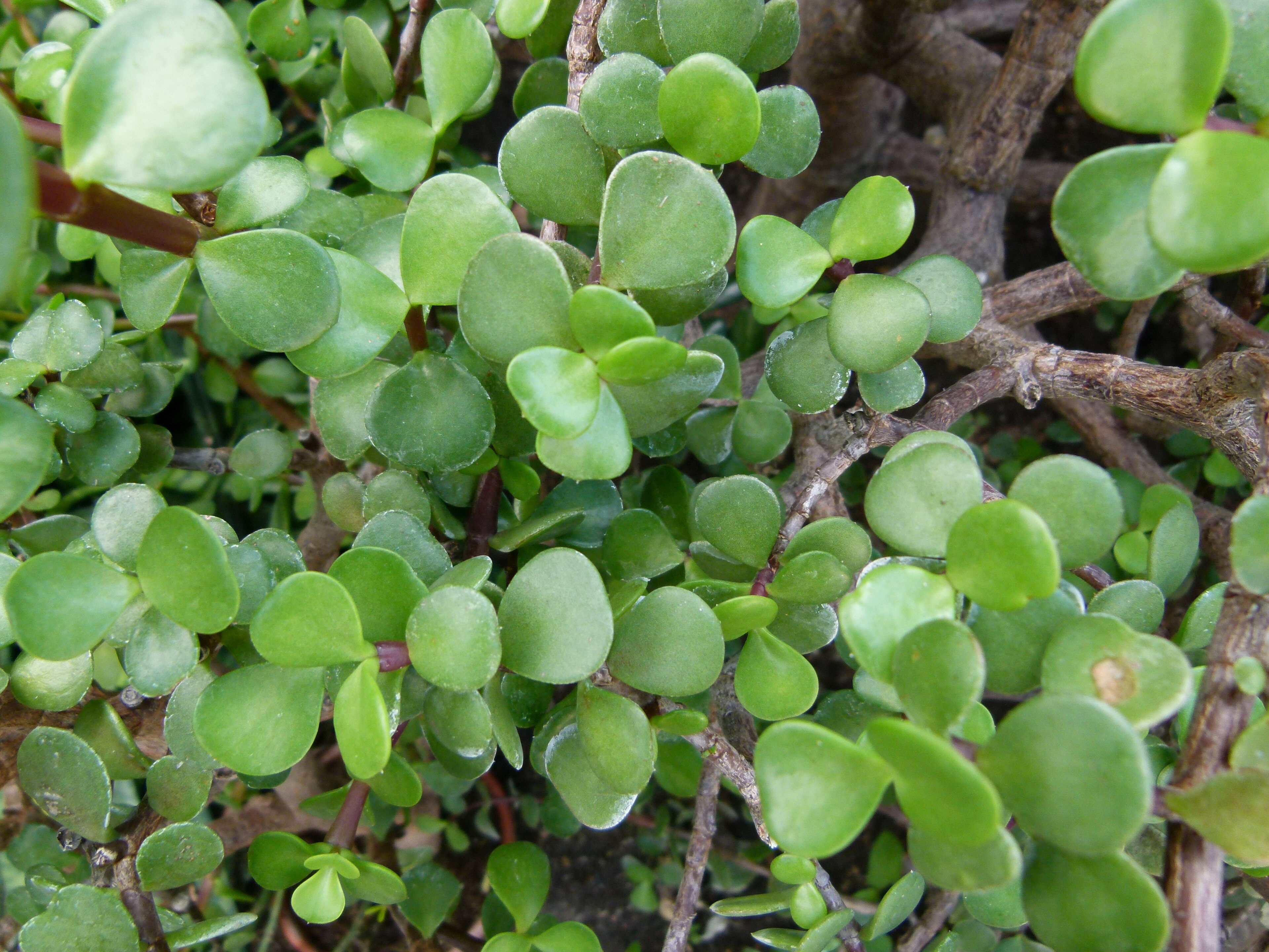Elephant Bush