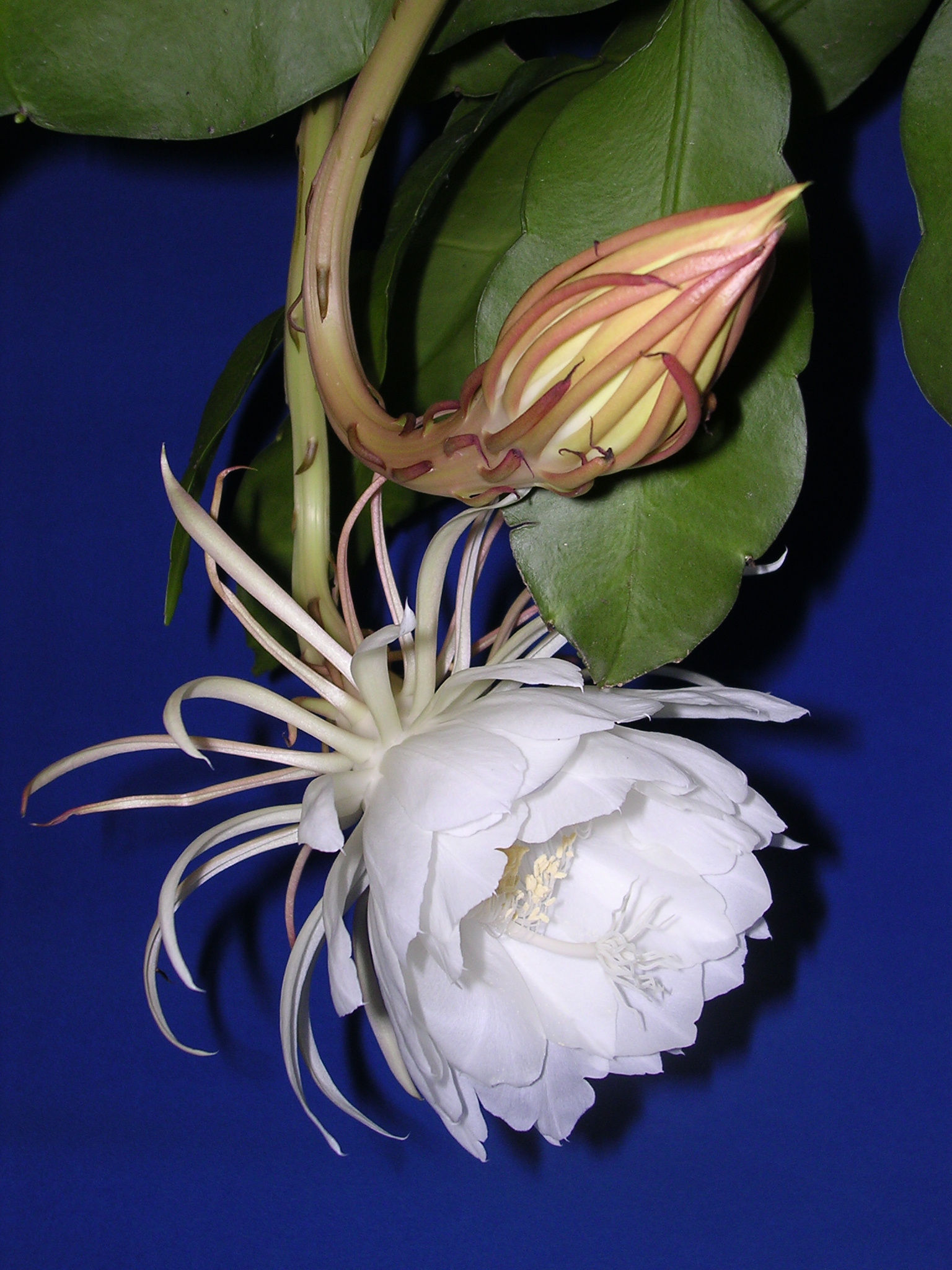 Epiphyllum Oxypetalum (Queen of the Night)