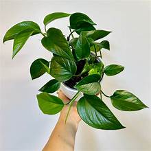 Epipremnum Jade