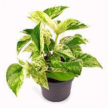 Epipremnum Aureum Marble Queen
