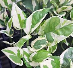 Epipremnum Aureum N'Joy