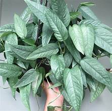 Epipremnum Pinnatum Cebu Blue