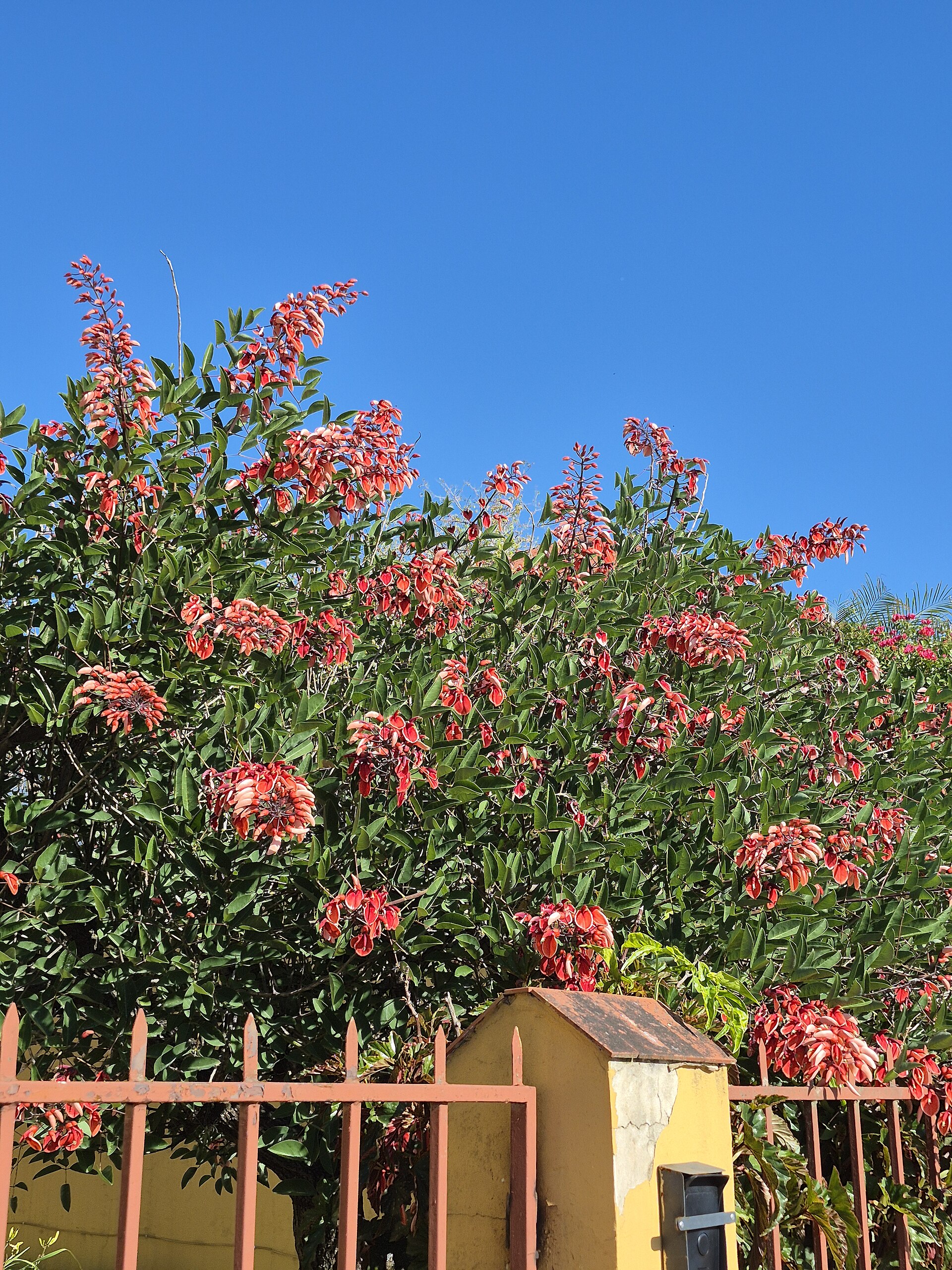 Erythrina Crista-galli (Coral Tree)