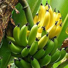 G9 Banana Plant