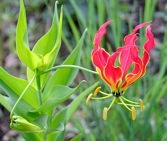 Gloriosa Superba (Flame Lily)