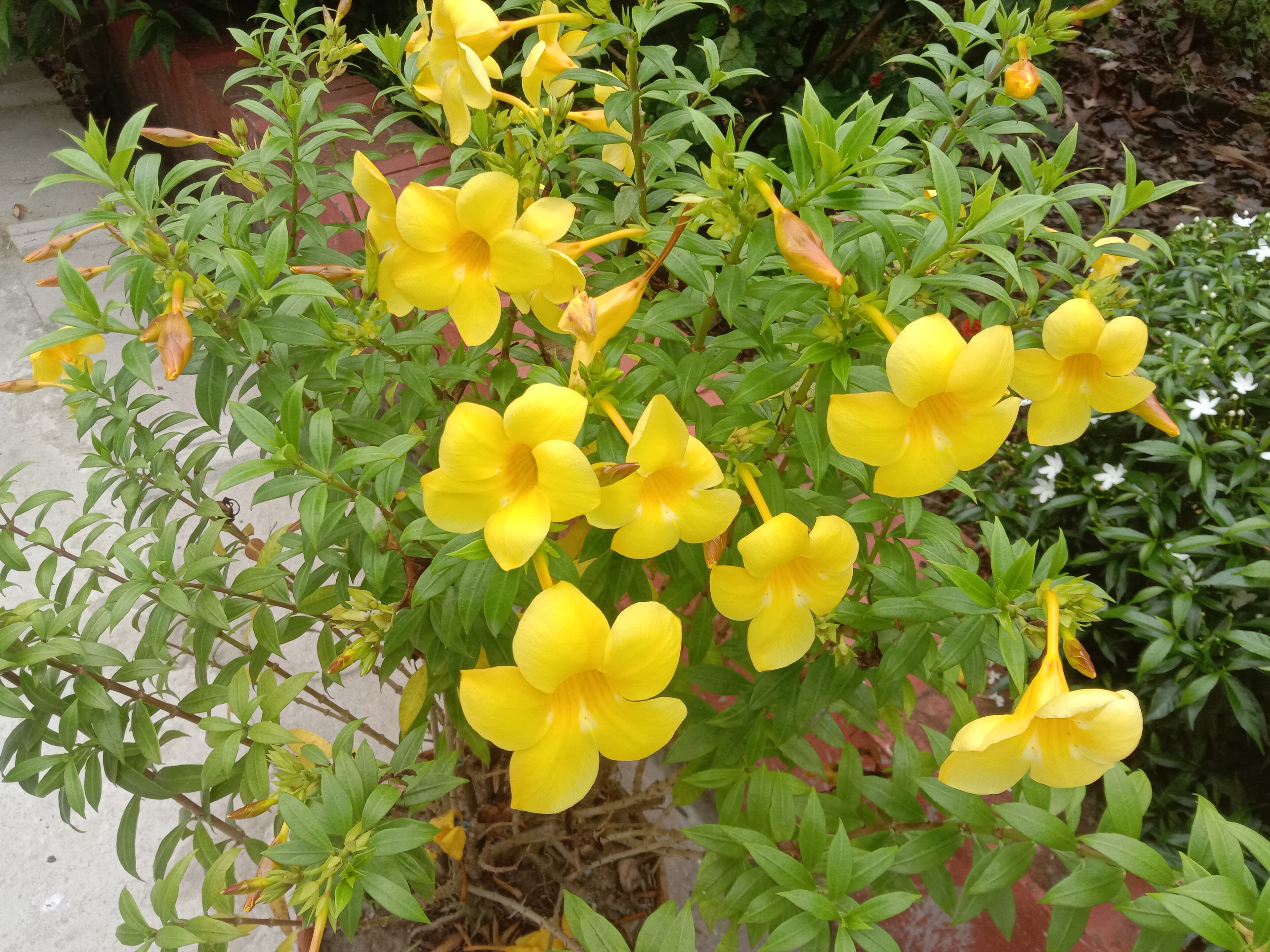 golden trumpet, common trumpetvine, yellow allamanda