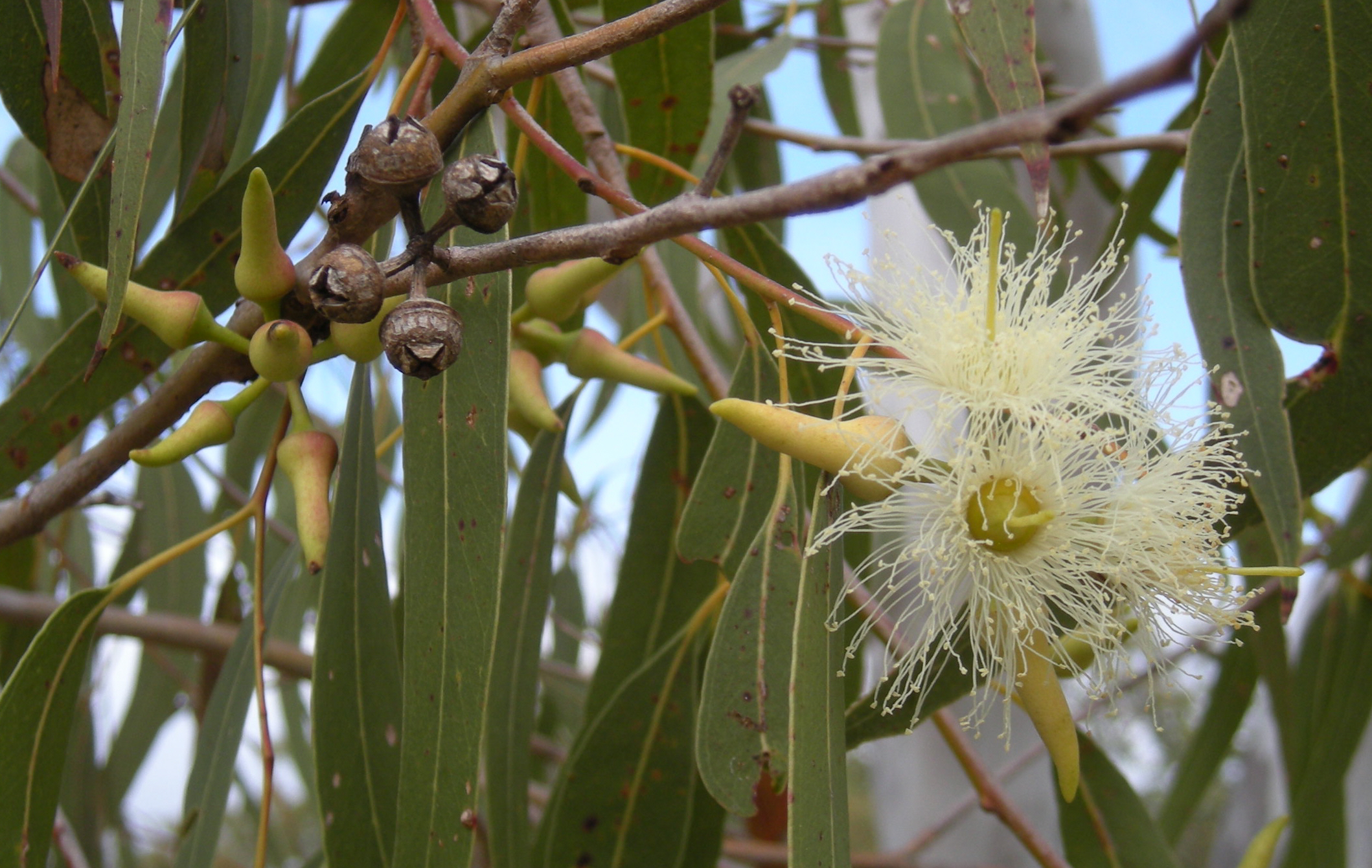 Gum tree