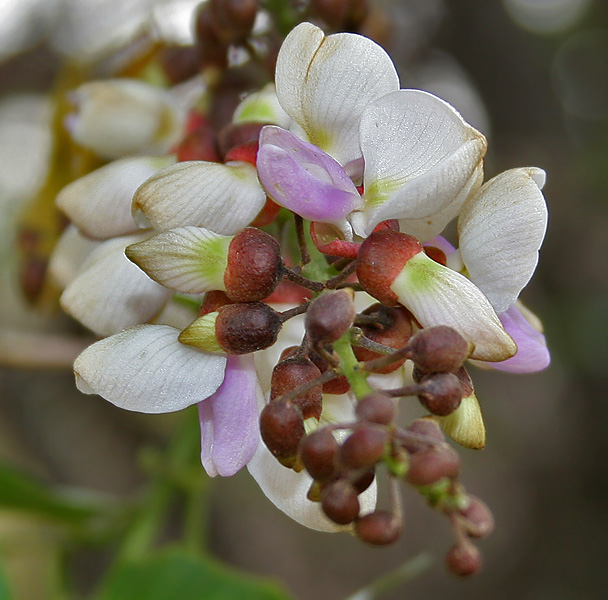 Indian beech