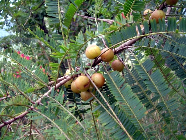 Indian gooseberry