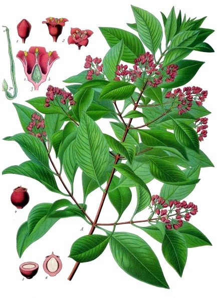 Indian sandalwood