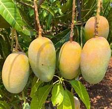 Kesar Mango Grafted