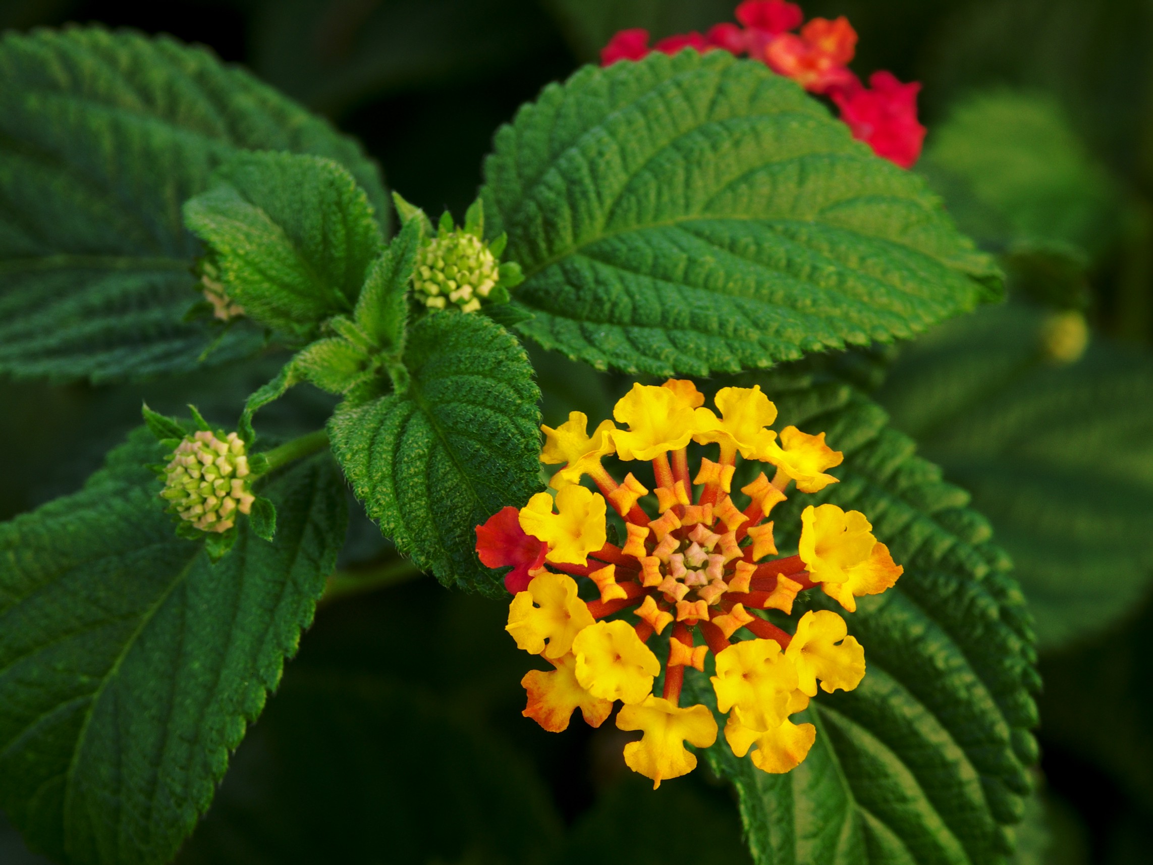 Lantana Camara Hybrids