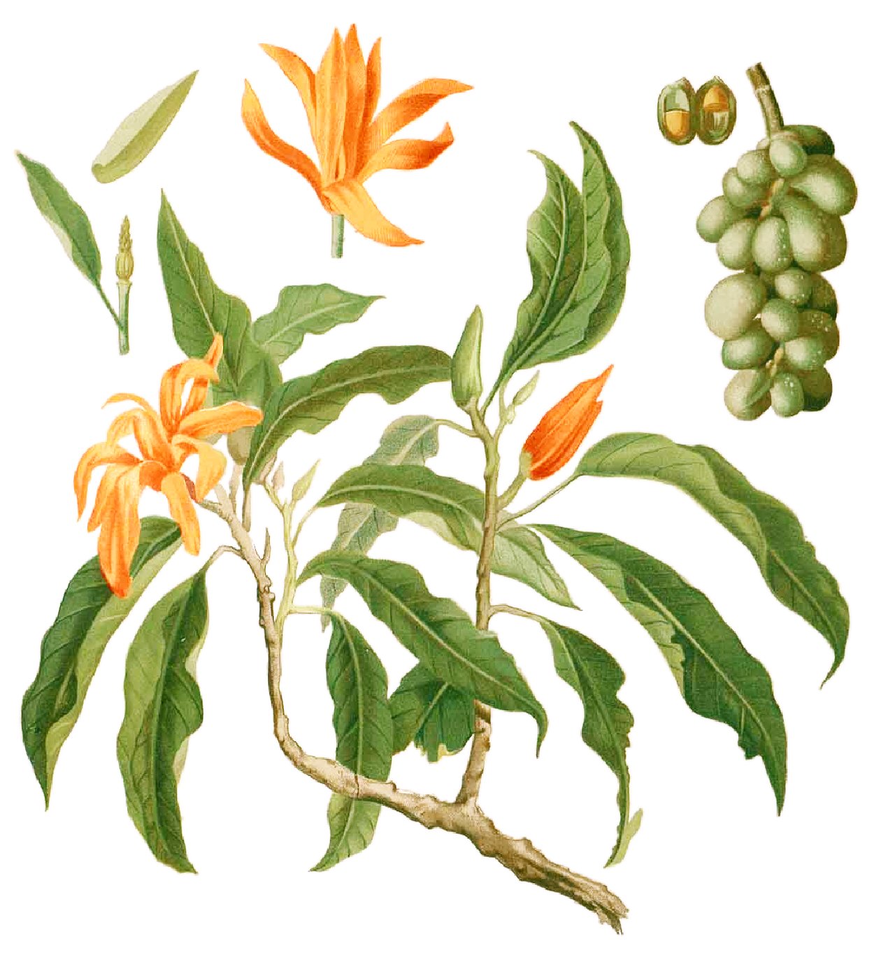 Michelia Champaca