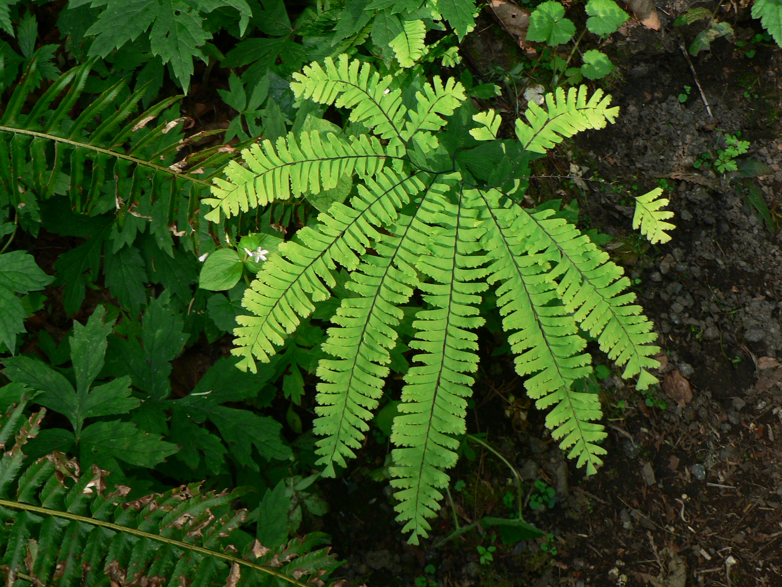 Maidenhair fern