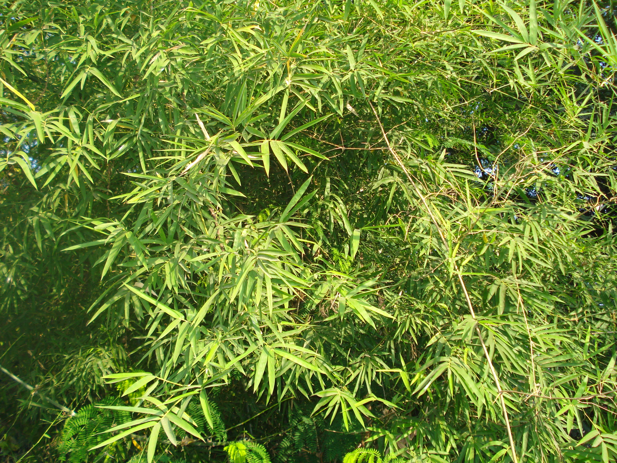 Male bamboo, solid bamboo, Calcutta bamboo