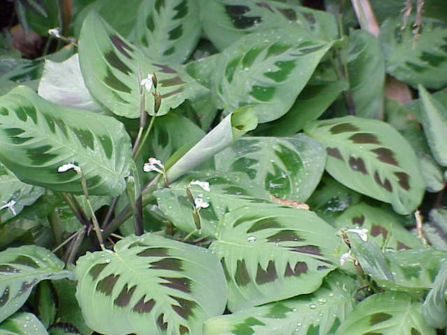 Maranta Leuconeura (Prayer Plant)