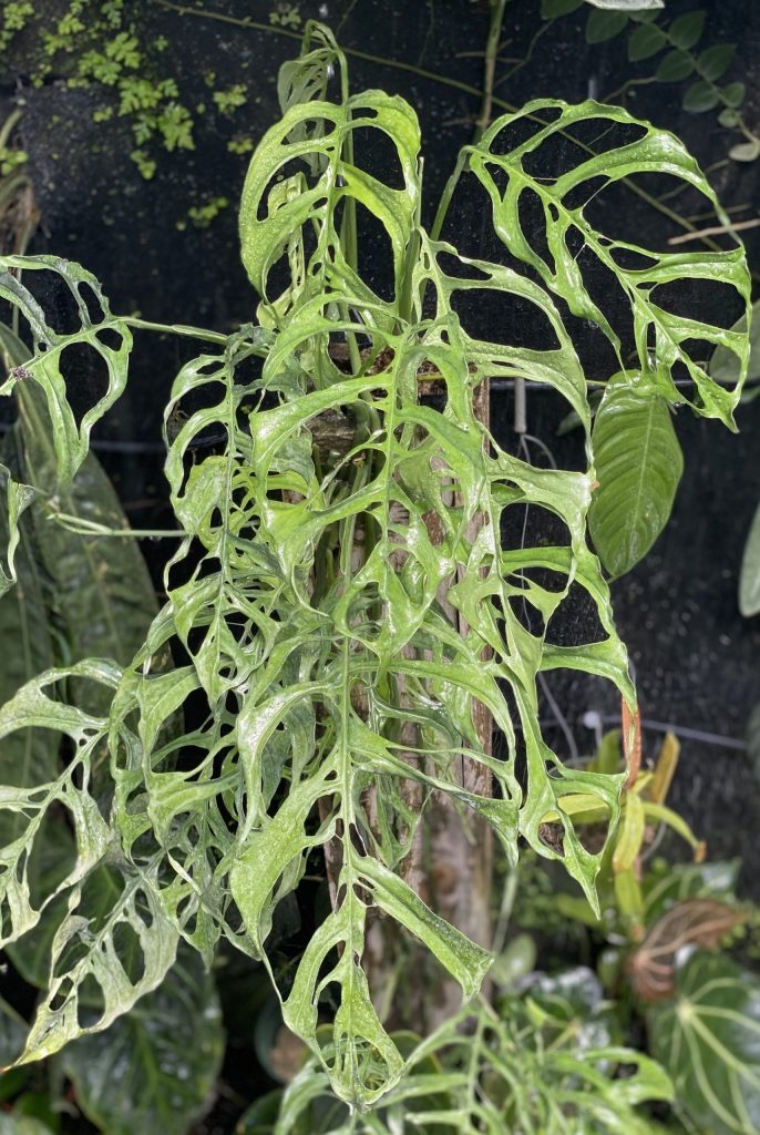 Monstera Obliqua