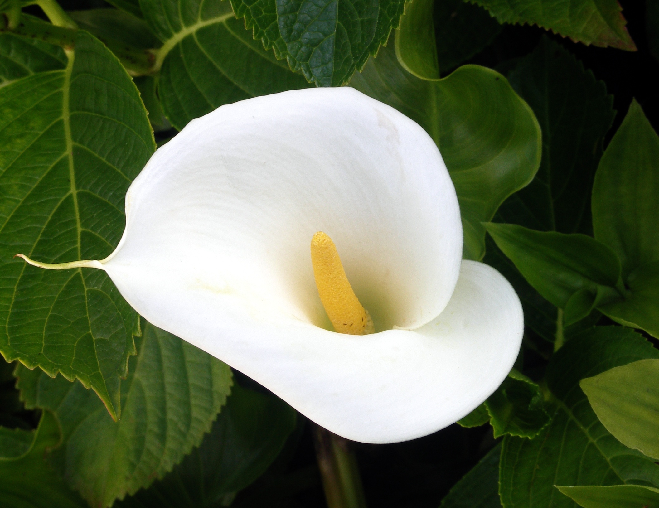 Monstera Standleyana