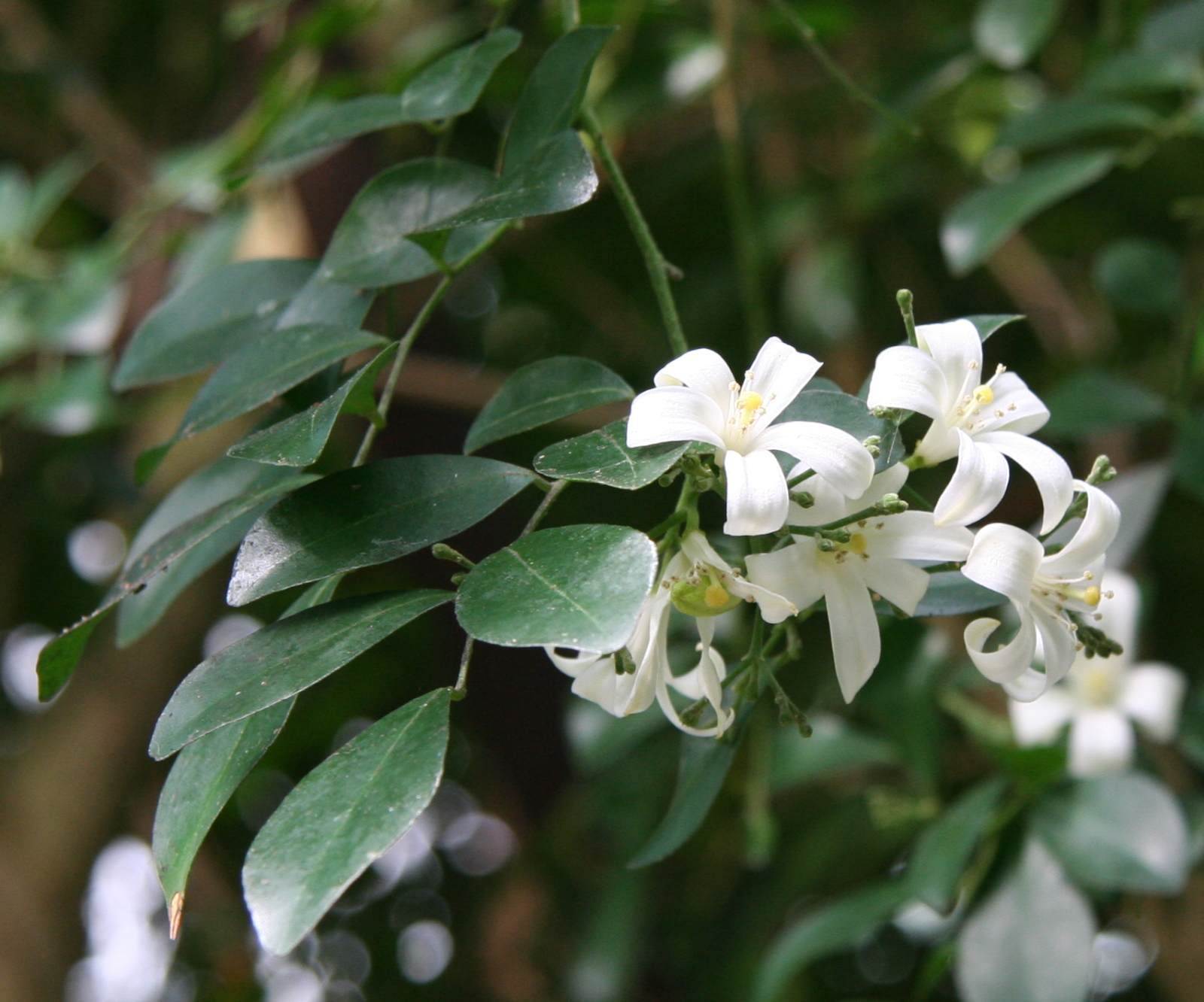 Murraya Paniculata (Kamini)