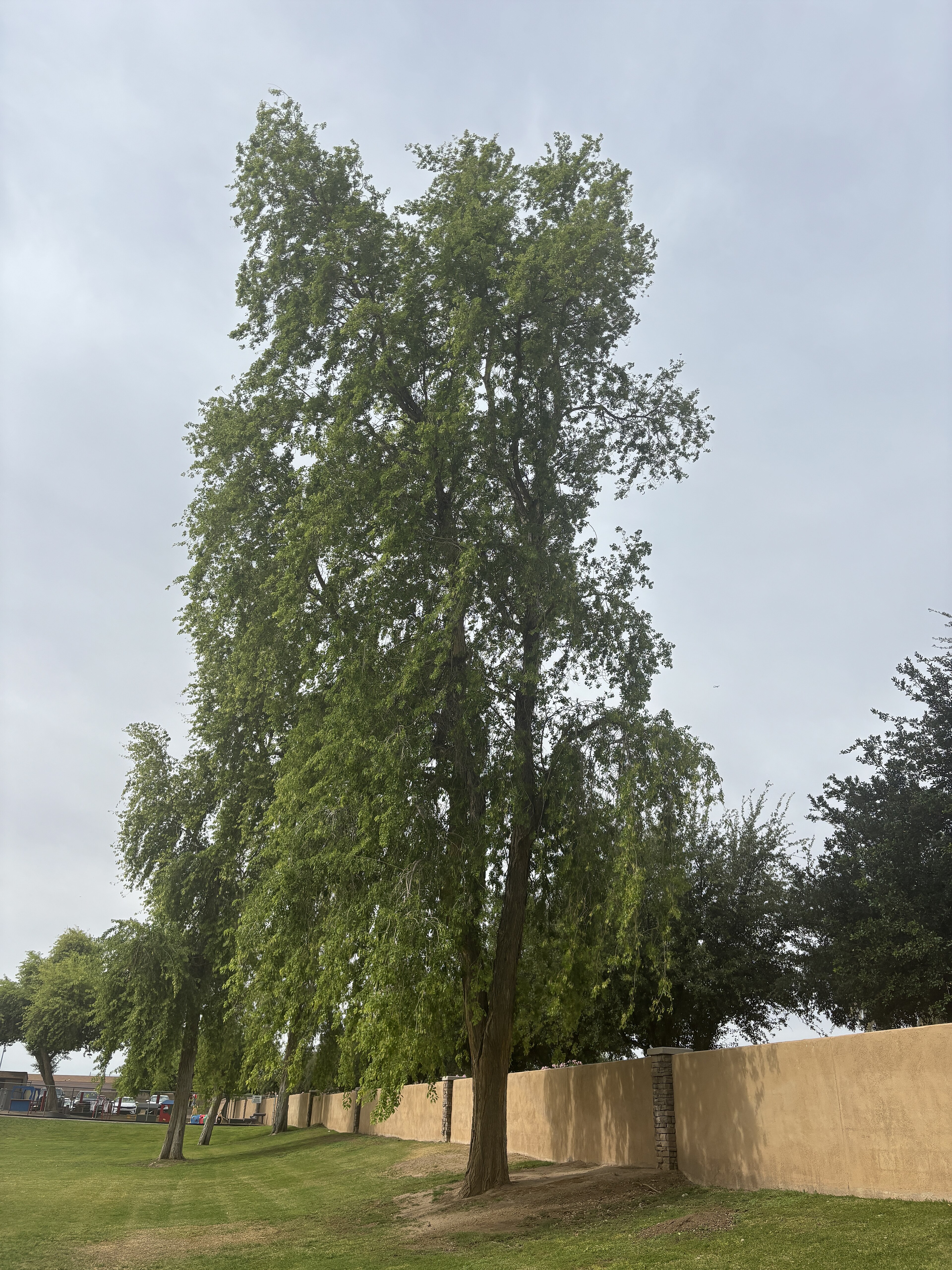 North Indian rosewood