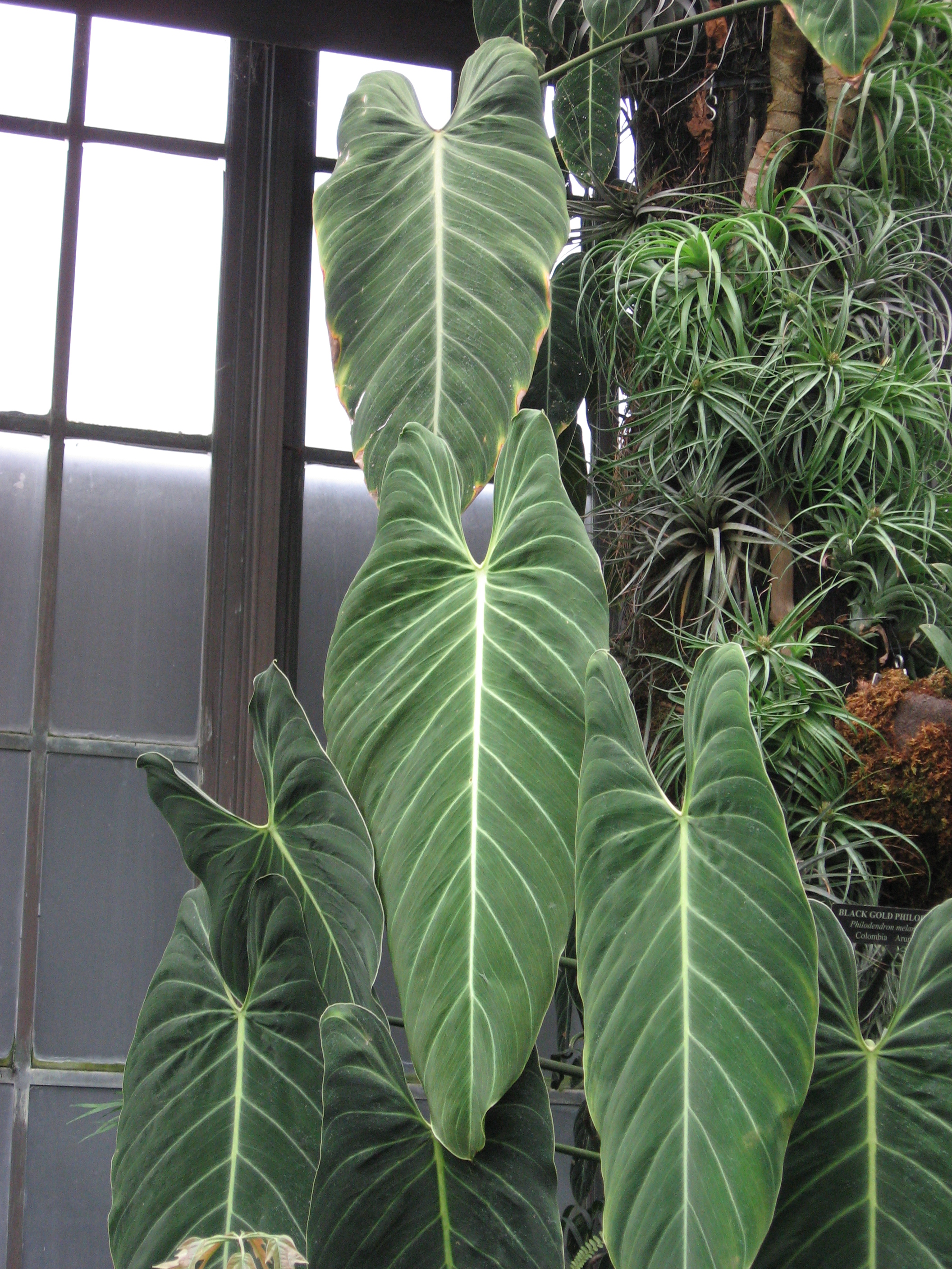 Philodendron Melanochrysum