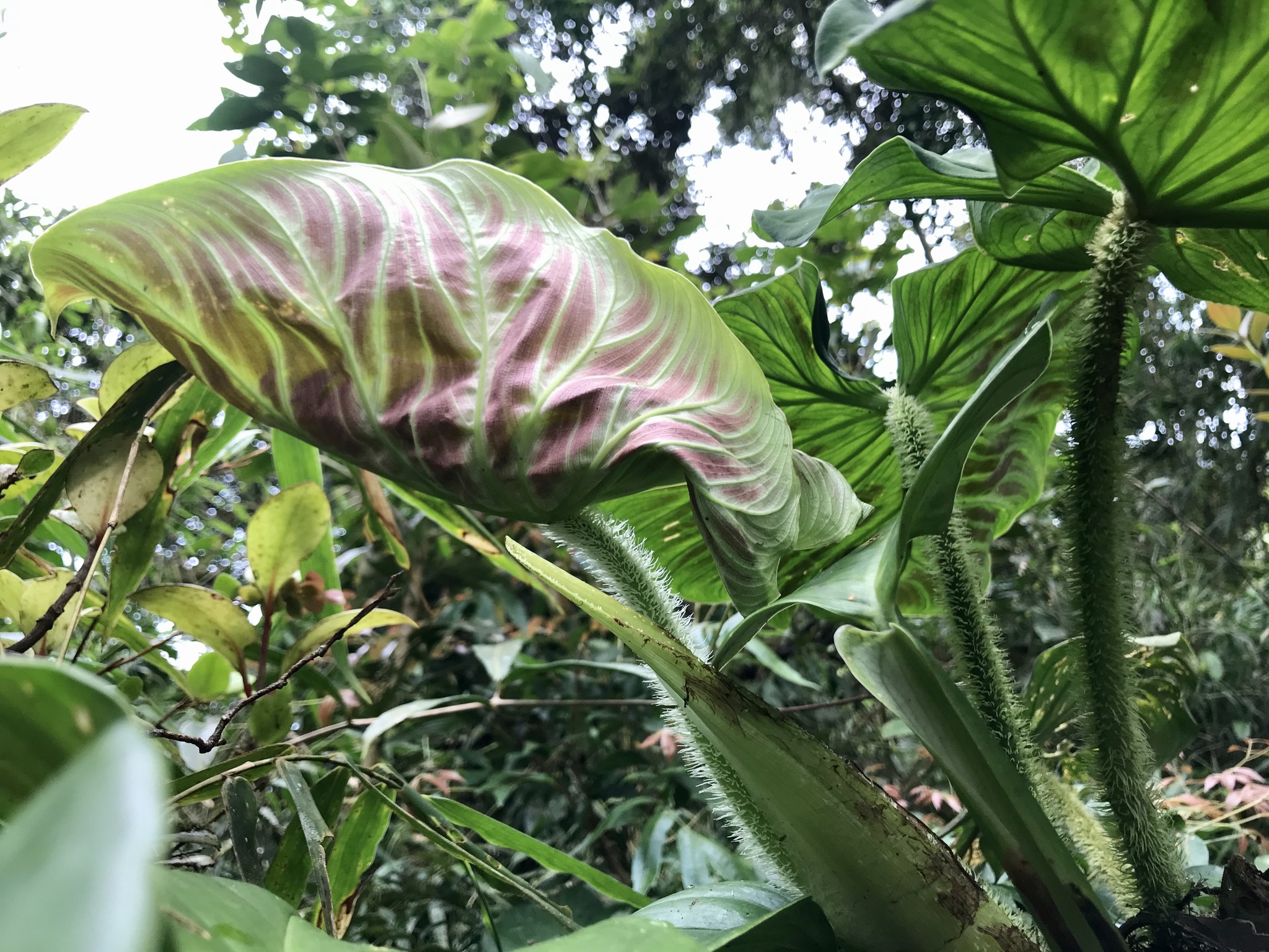 Philodendron Verrucosum