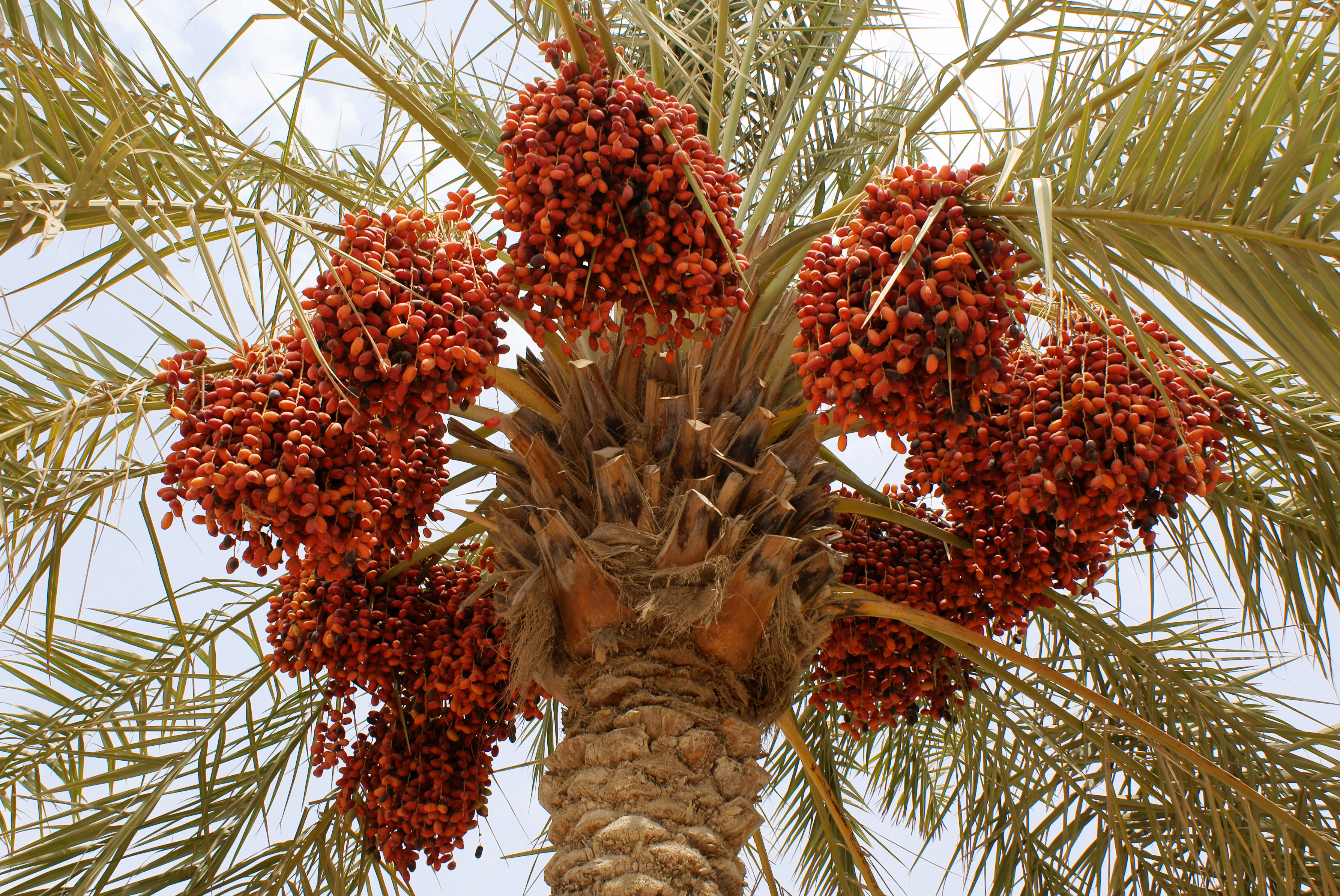 Date Palm (Ornamental)