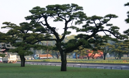 Pine Bonsai (Japanese Black Pine)