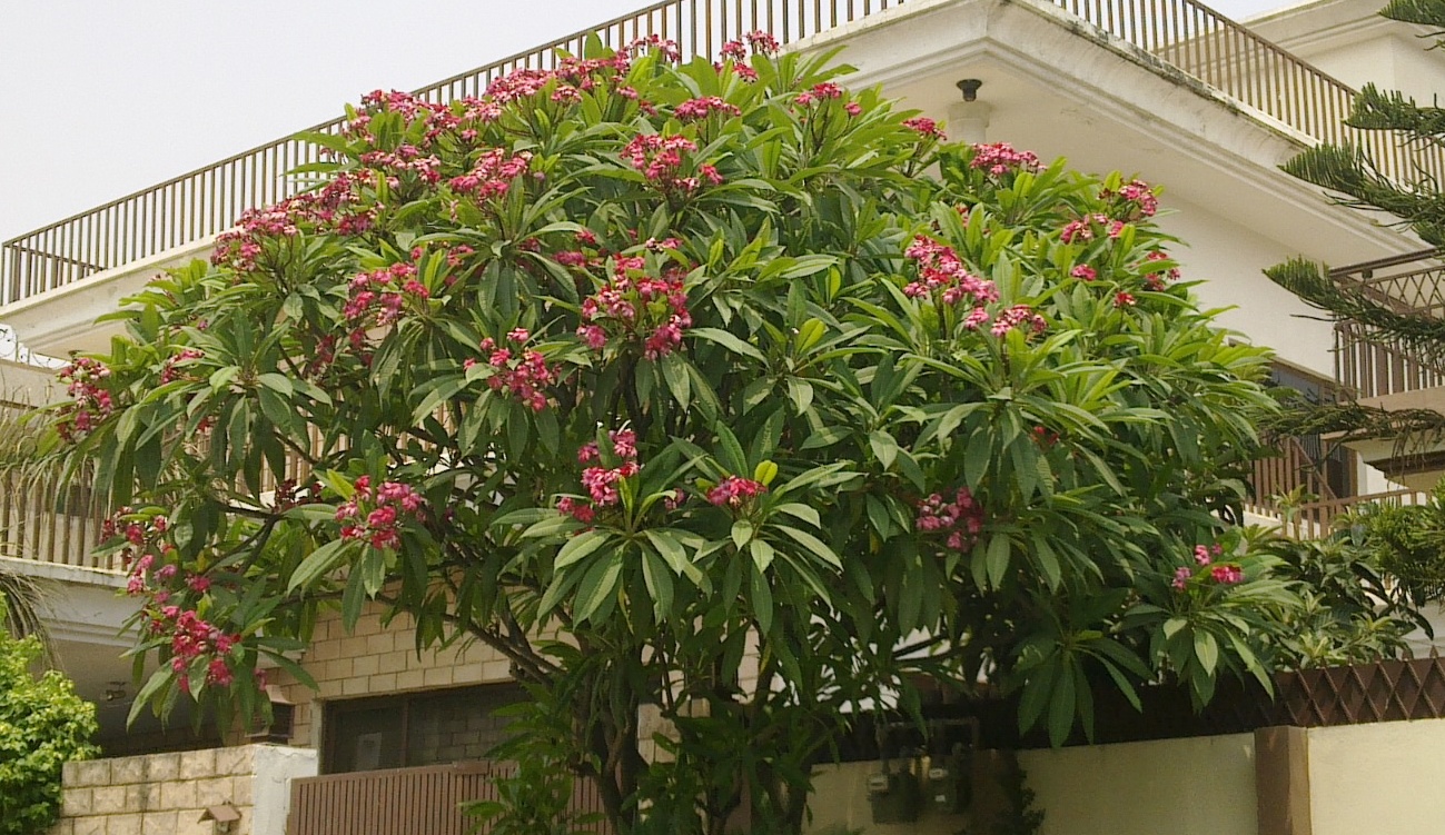 Plumeria (Frangipani)
