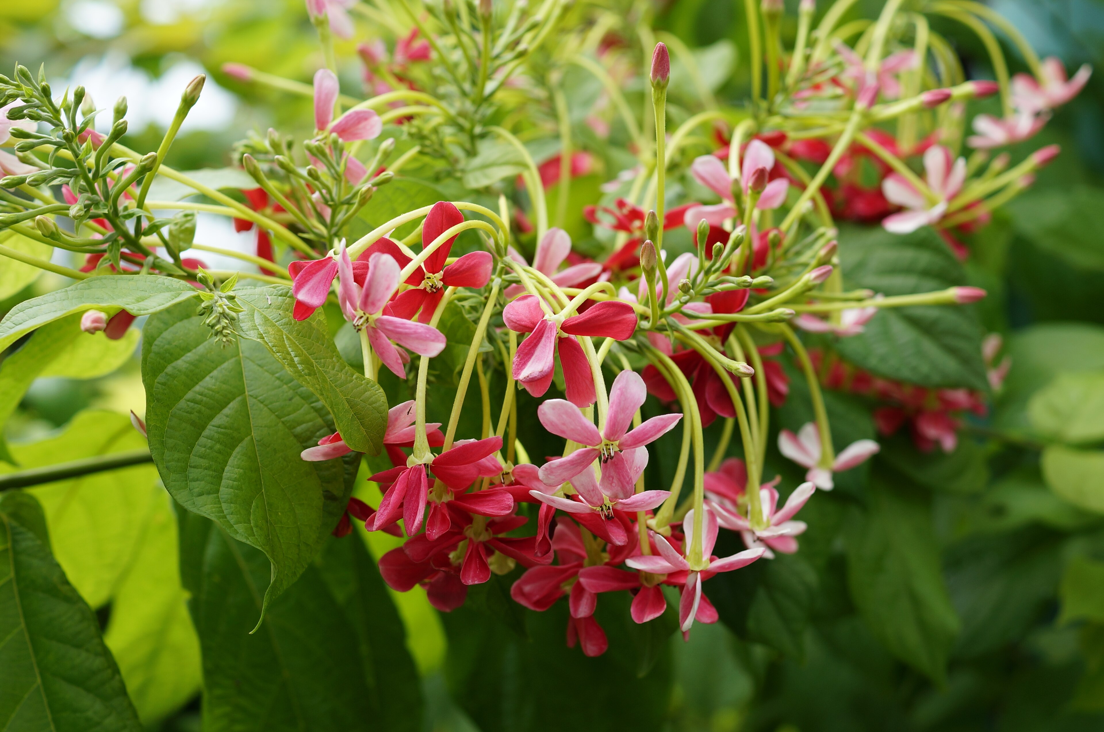 Rangoon creeper