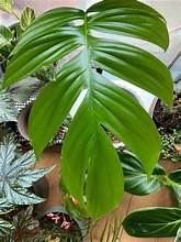 Rhaphidophora Decursiva