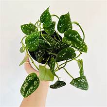 Scindapsus Pictus Silver Splash