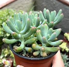 Sedum Pachyphyllum (Jelly Bean 2)